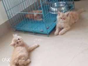 Three Orange Tabby Kittens
