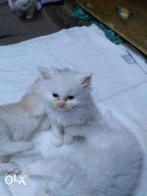 Three White Long-coated Kittens
