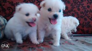 Three White Short-coated Puppies