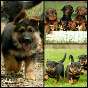Top blood line healthy puppie avaipable in all
