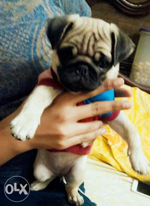 Top quality full under nose pug male pup for show