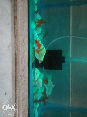 Total 9 fishes with aquarium