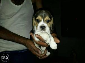 Tri-color American Beagle Puppy