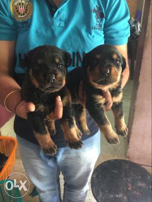 Two Black And Fawn Short-coat Puppies