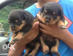 Two Black And Mahogany Rottweiler Puppies