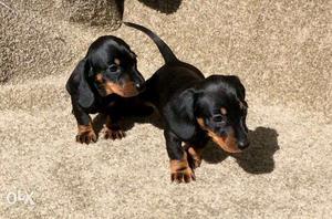 Two Black And Tan Dachshund Puppies