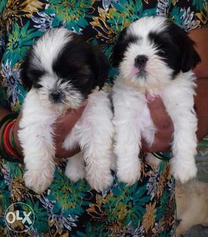 Two Black And White Lhasa Apso Puppies