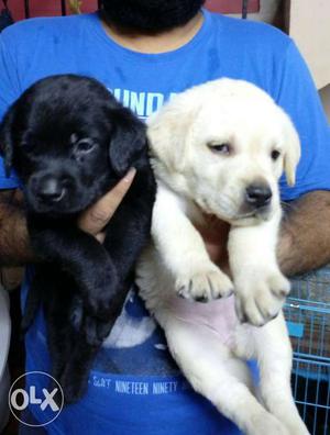 Two Black And Yellow Labrador Retriever Puppies