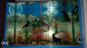 Two Black-and-silver Pet Fish