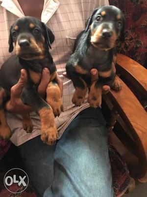 Two Black-and-tan Coated Puppies