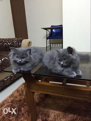 Two Himalayan Kittens