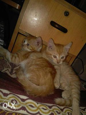 Two Orange Tabby Kittens