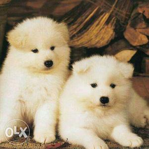 Two White Coated Puppies