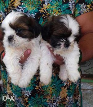 Two White-and-blue Shih Tzu Puppies