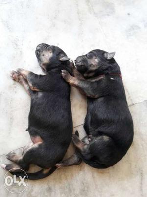 Two germanyshaped Puppies new born in 18th april