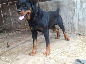 Urgent sell offer only 2 day Rottwiller male top Quality dog