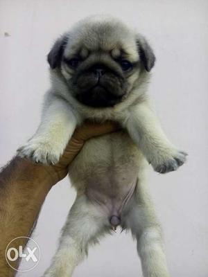 Very compect size pug puppies available at good