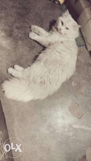 Whaite male cat avelebal only for matting