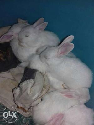 White And Pink Rabbits