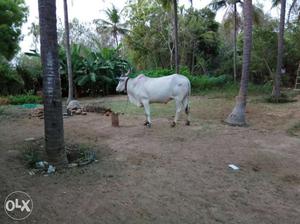 White Cow In Madukkur