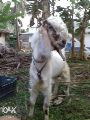 White Jamnyapari Goat