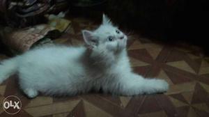 White Long-coated Cat