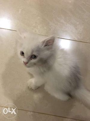 White eyes doll face persian kitten 3 months