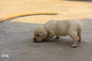 White labrador female puppy for sale aged 25 days