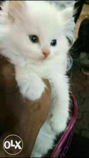 White male Persian​ kitten of 55 days