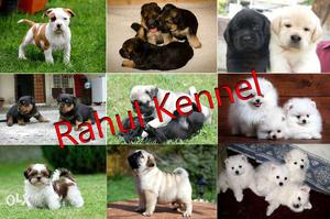 Extraordinary Quality All Breed Puppies For Sell