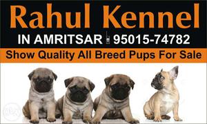 Rahul Kennel In Amritsar But Pup's Sell For Jammu