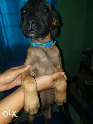 2 mnths old Bull Mastiff puppy female for sell..All