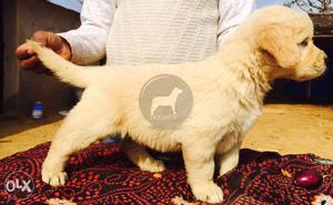 2 month Big old Golden Retriever Big quality puppies for B