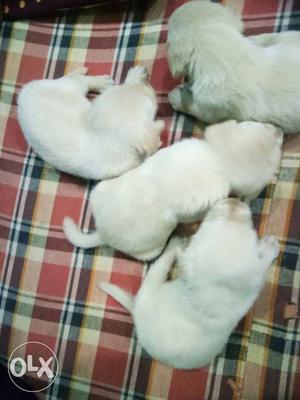 22 days old labra female puppies fix price