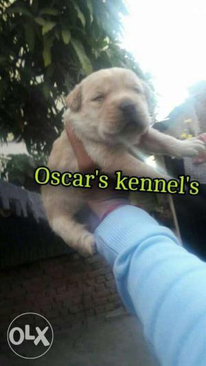 34days old heavy bone labrador pupy at Oscar's