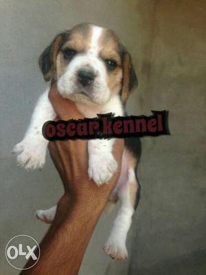 35 day old best colour marking beagle puppy at