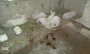 5 breeding rabbits in low cost