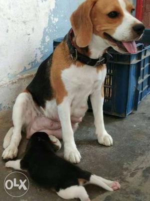 Adorable beagle puppies available