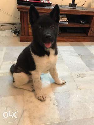 Akita female 3months old all vaccinated just last