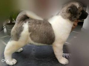 Akita male and female 2month old superb quality