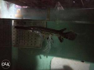 Aligator ghar (12)inch