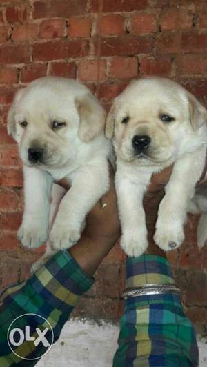 All kind of DoG ND puppies breed available 101 present pure