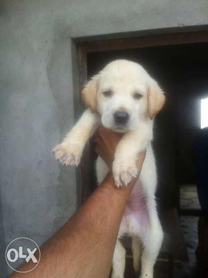 Am. lab puppies n other breed pups on stock