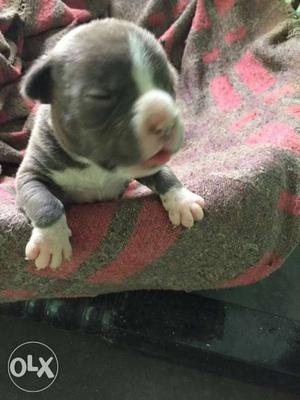 American bully Dax line female pup sale age 22 day