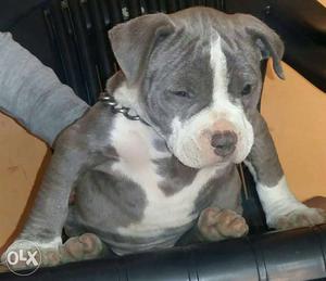 American pittbull pocket size for sale male
