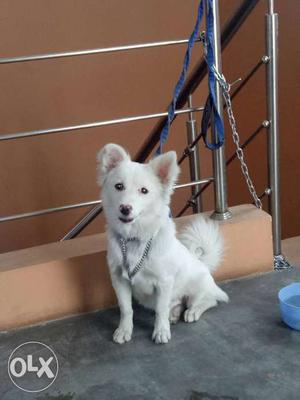 American pomerian 7 month old double coat and