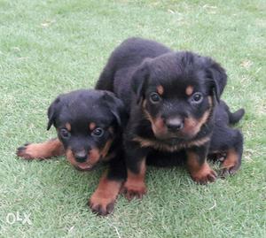 Announcing A New Litter rottweiler Puppies - Free Booking