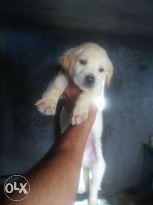 Attractive lab babies n other all breed available