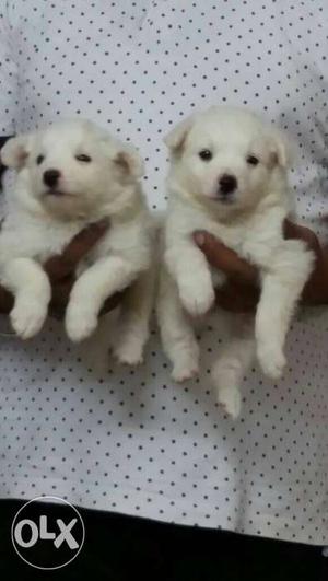 Available for sale in Delhi spitz or pomeranian