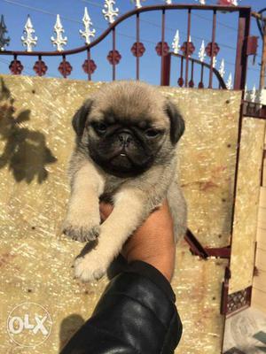 Available pug male puppies male  Female 
